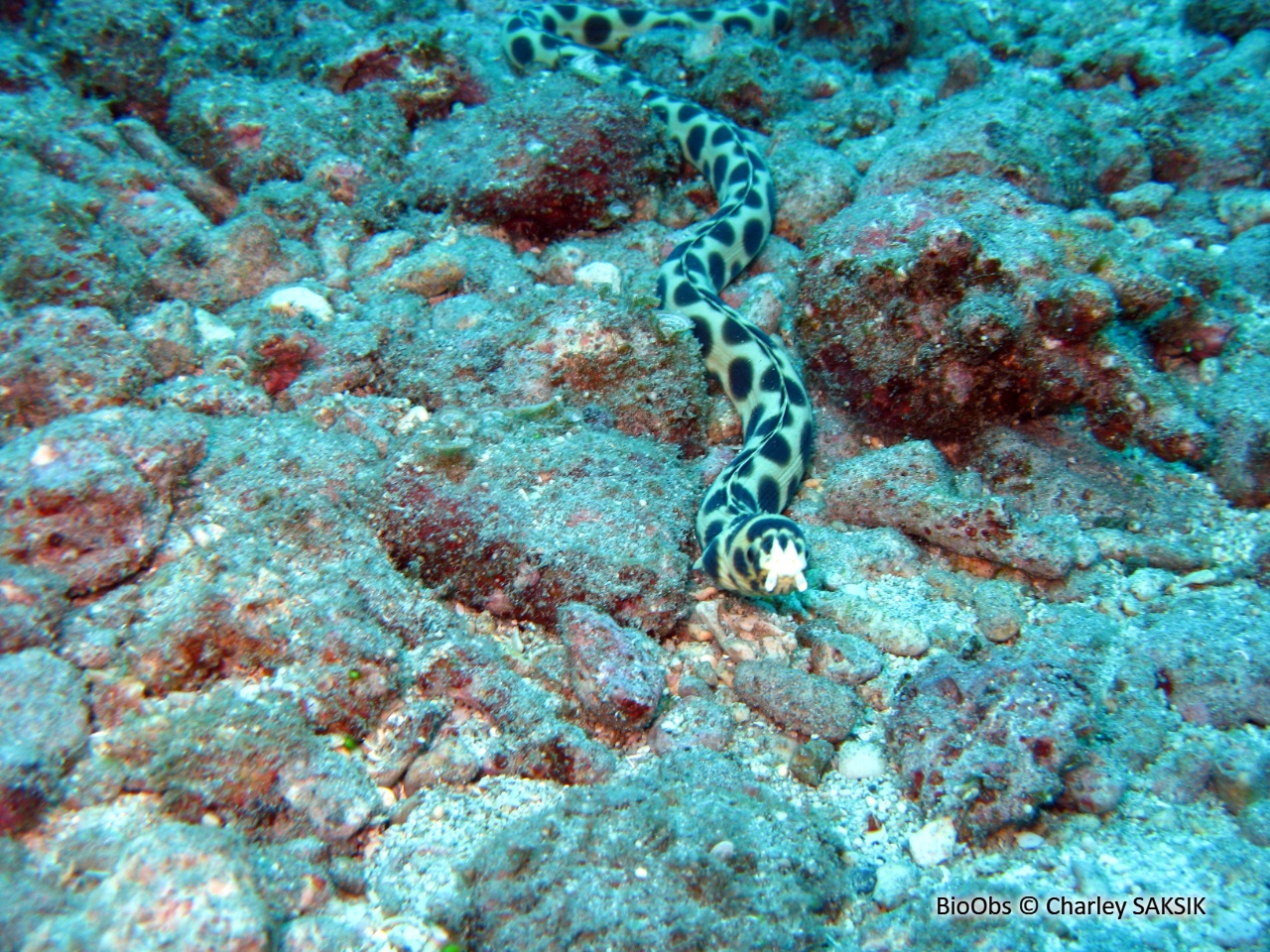 Anguille-serpent maculée - Myrichthys maculosus - Charley SAKSIK - BioObs