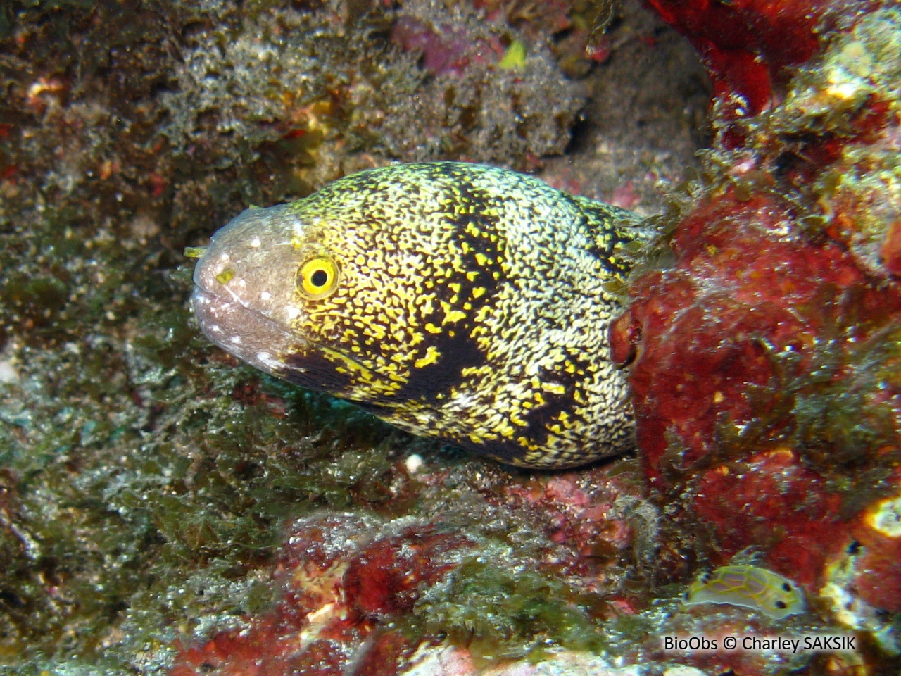 Murène étoilée - Echidna nebulosa - Charley SAKSIK - BioObs