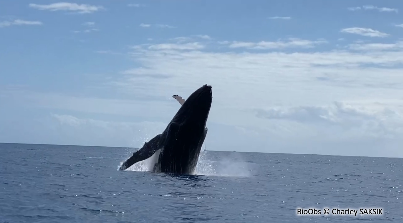 Baleine à bosse - Megaptera novaeangliae - Charley SAKSIK - BioObs