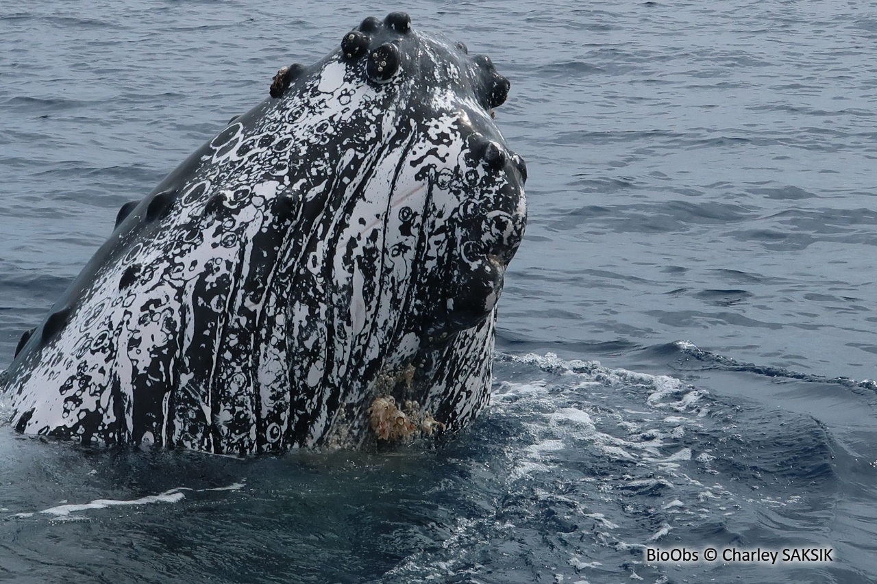 Baleine à bosse - Megaptera novaeangliae - Charley SAKSIK - BioObs