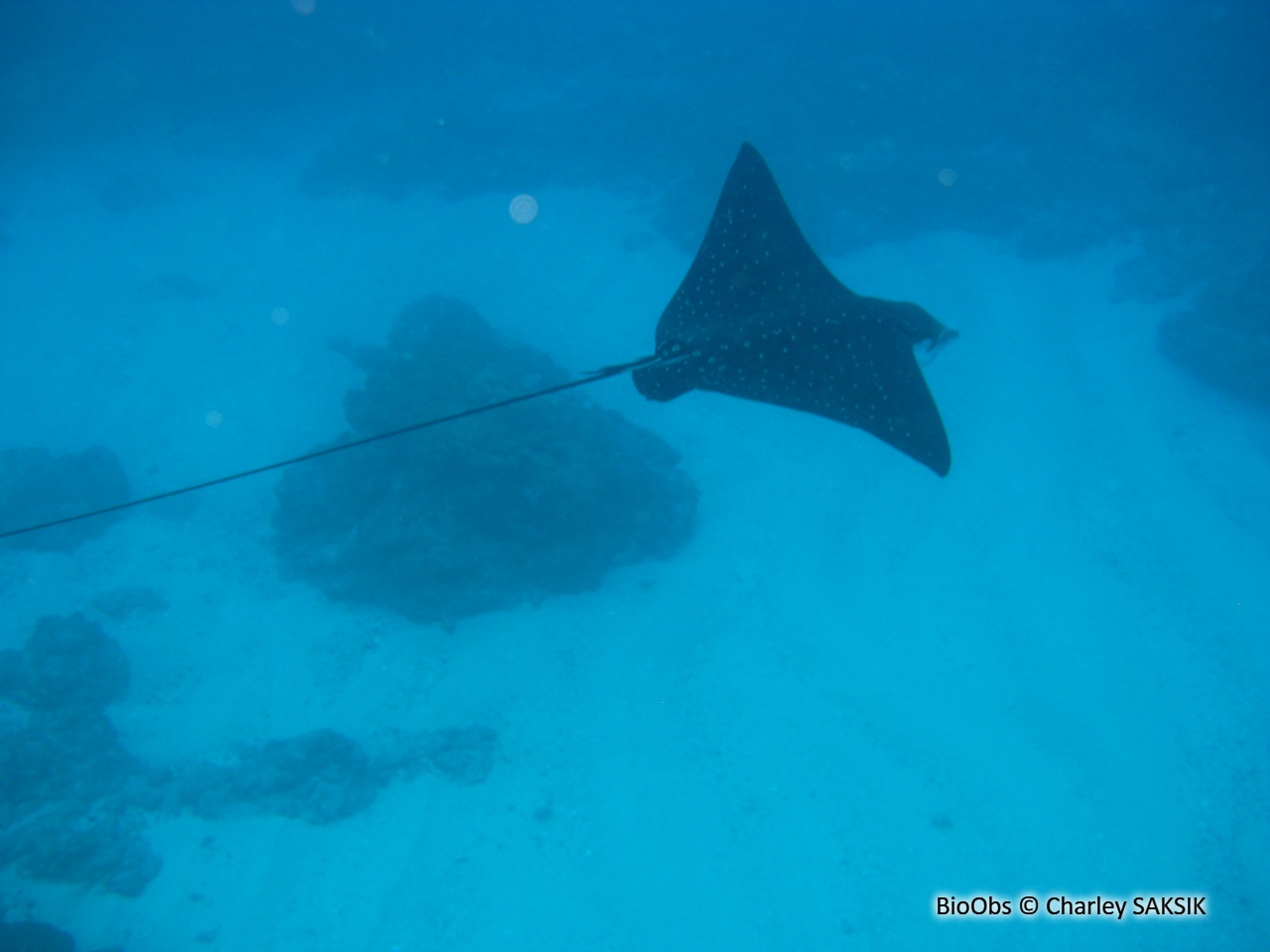 Raie léopard - Aetobatus ocellatus - Charley SAKSIK - BioObs