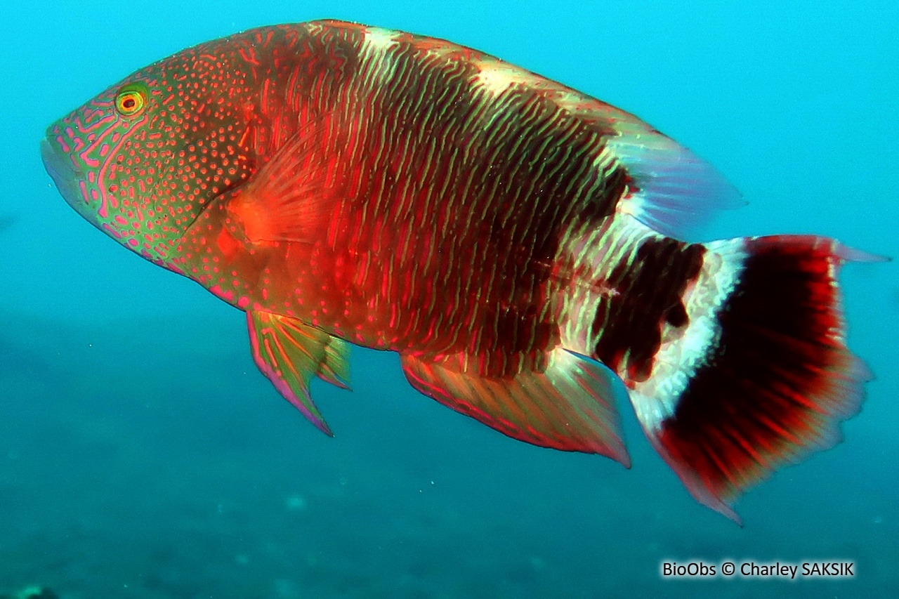 Vieille à triple queue - Cheilinus trilobatus - Charley SAKSIK - BioObs