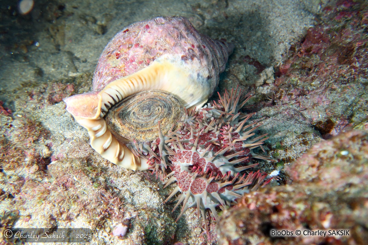 Etoile de mer couronne d'épines de Maurice - Acanthaster mauritiensis - Charley SAKSIK - BioObs