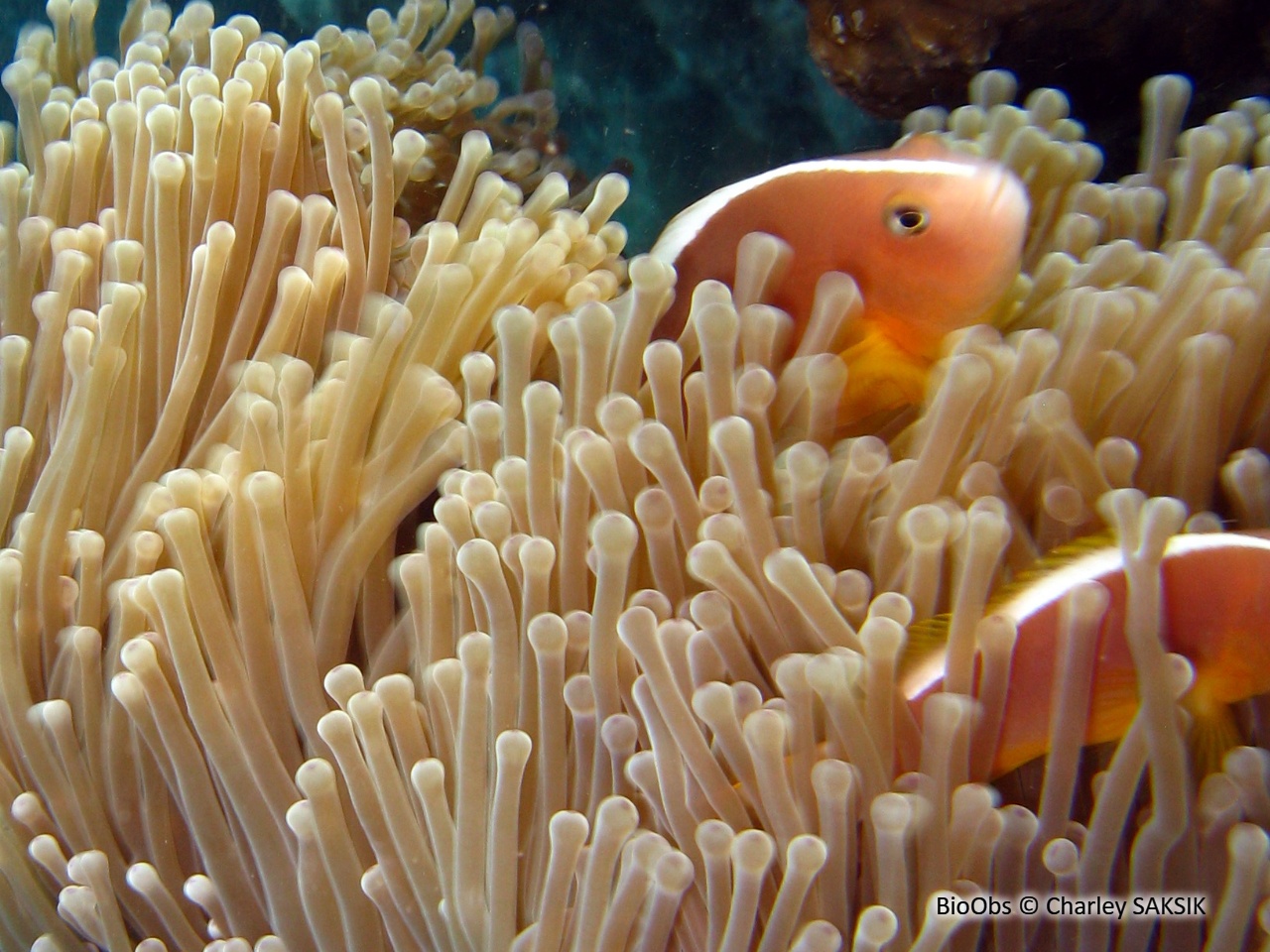 Poisson-clown mouffette - Amphiprion akallopisos - Charley SAKSIK - BioObs