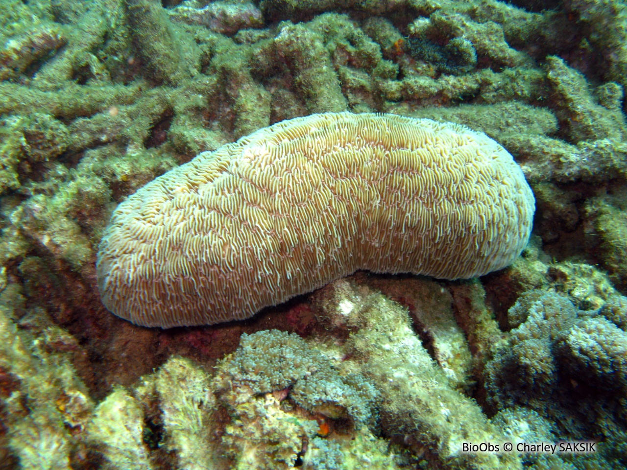Corail-boomerang - Herpolitha limax - Charley SAKSIK - BioObs