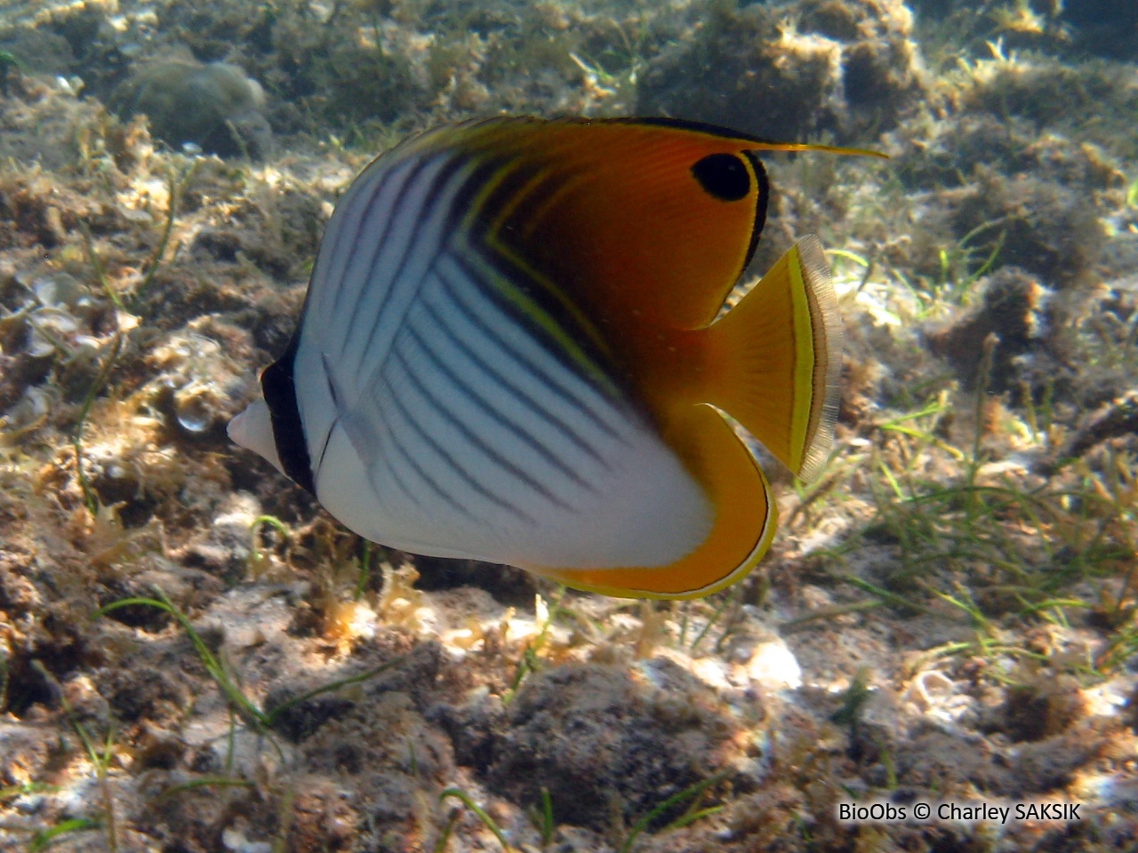 Poisson-papillon cocher - Chaetodon auriga - Charley SAKSIK - BioObs