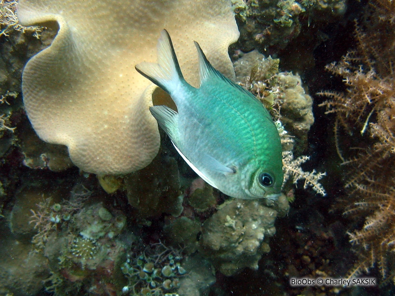 Demoiselle à ventre blanc - Amblyglyphidodon leucogaster - Charley SAKSIK - BioObs