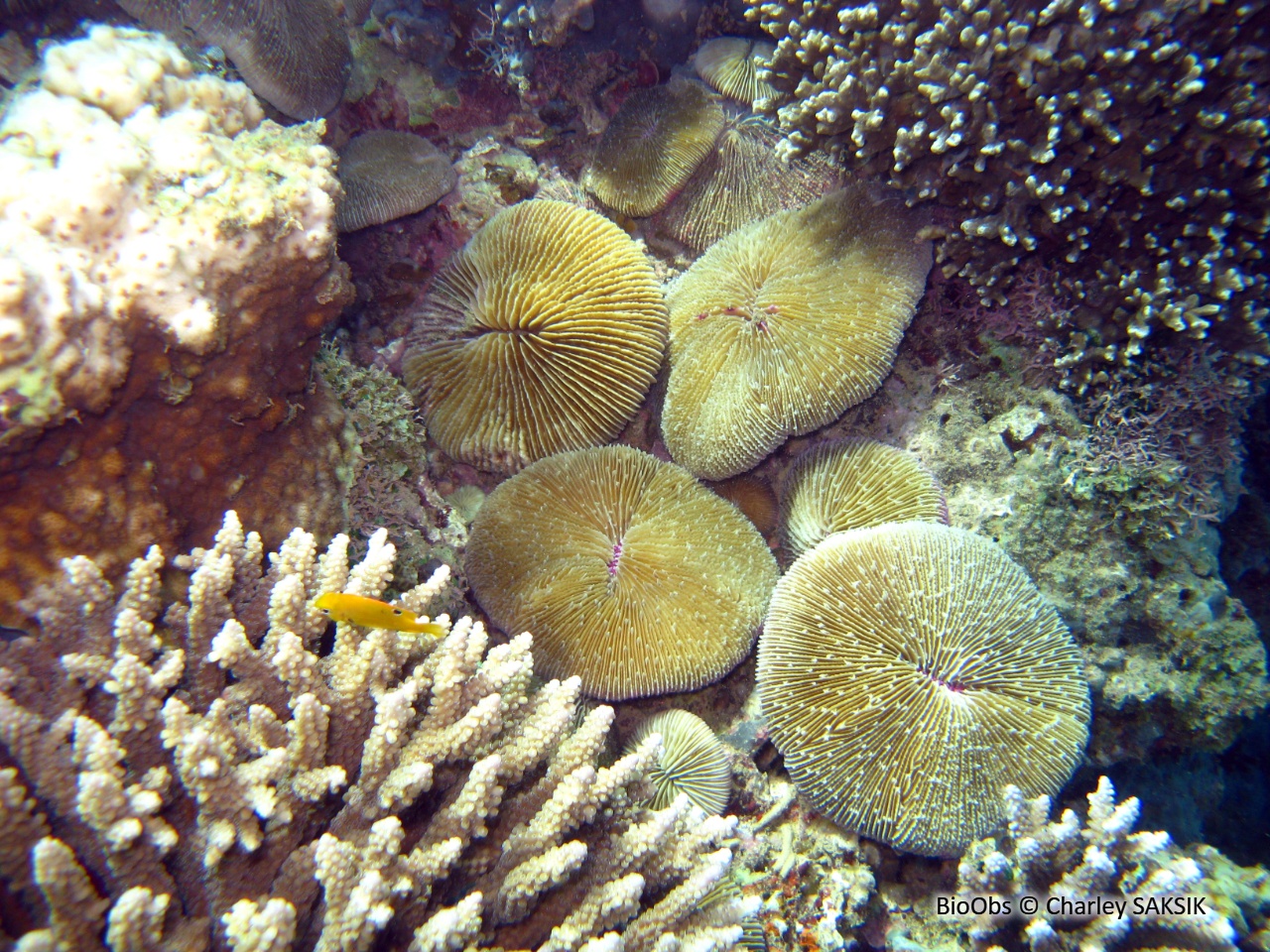 Corail champignon - Fungia fungites - Charley SAKSIK - BioObs