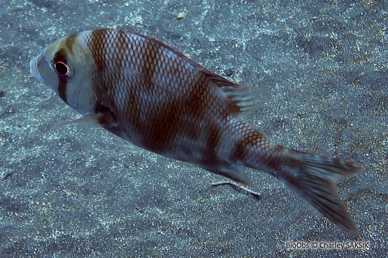 Capitaine gris - Gymnocranius griseus - Charley SAKSIK - BioObs