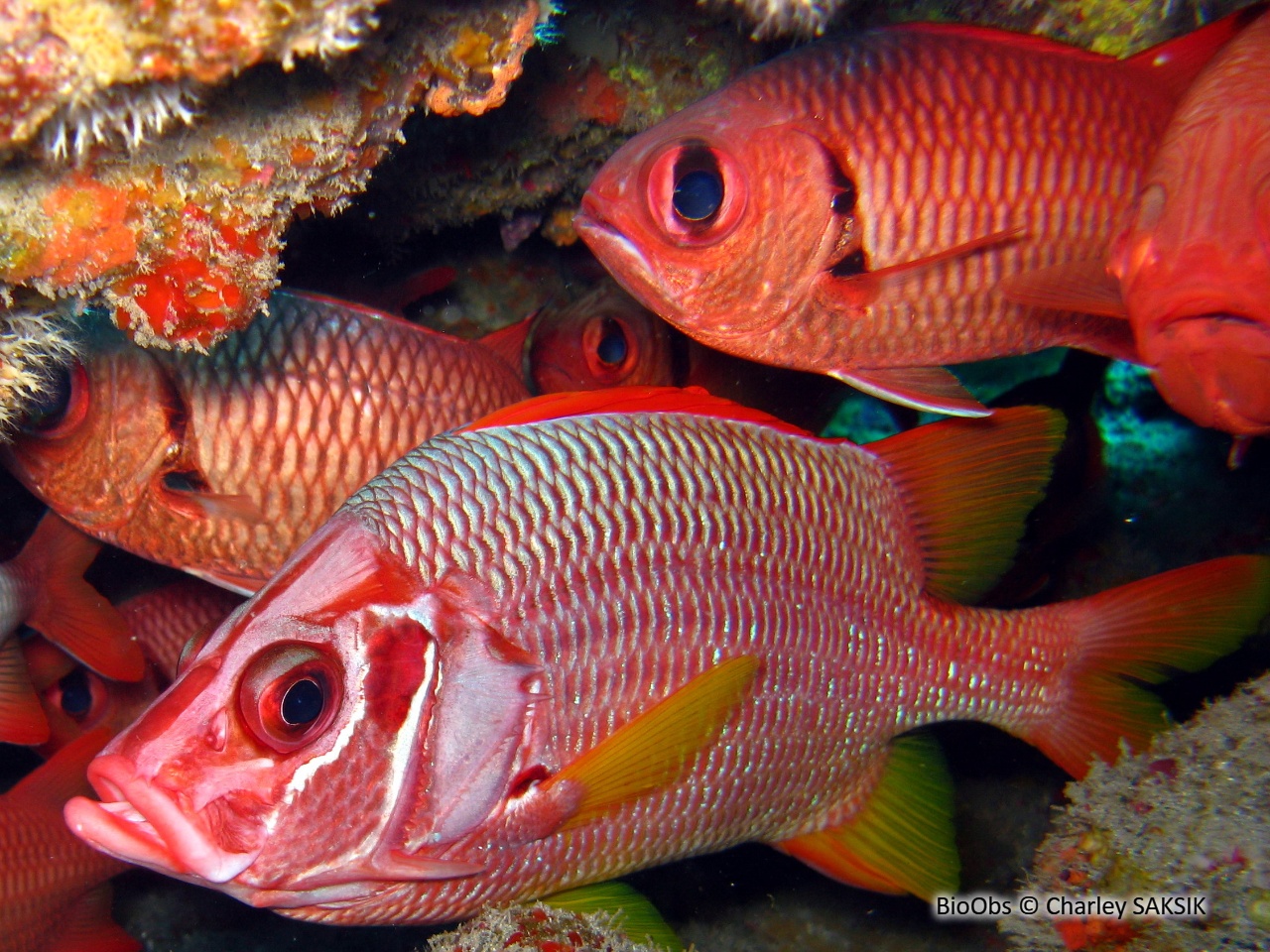 Poisson-écureuil géant - Sargocentron spiniferum - Charley SAKSIK - BioObs