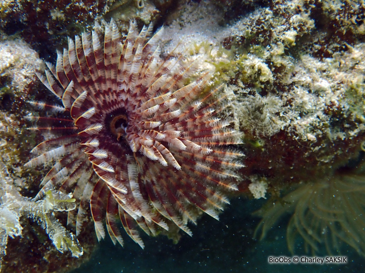 Sabelle magnifique - Sabellastarte magnifica - Charley SAKSIK - BioObs