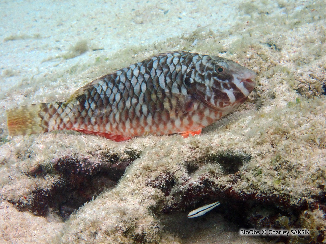 Perroquet à queue jaune - Sparisoma rubripinne - Charley SAKSIK - BioObs
