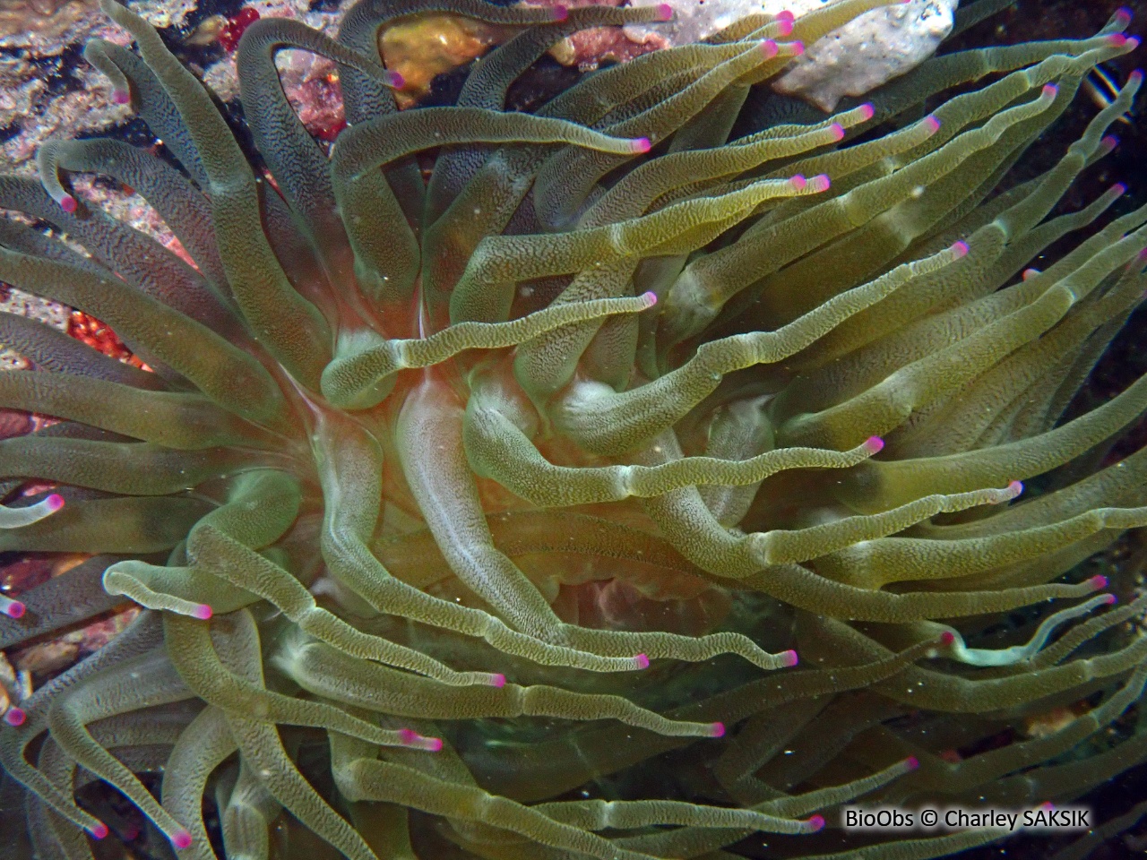 Anémone géante des antilles - Condylactis gigantea - Charley SAKSIK - BioObs