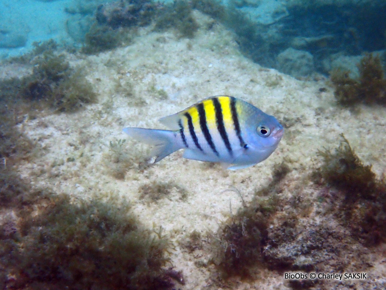Sergent-major des Antilles - Abudefduf saxatilis - Charley SAKSIK - BioObs