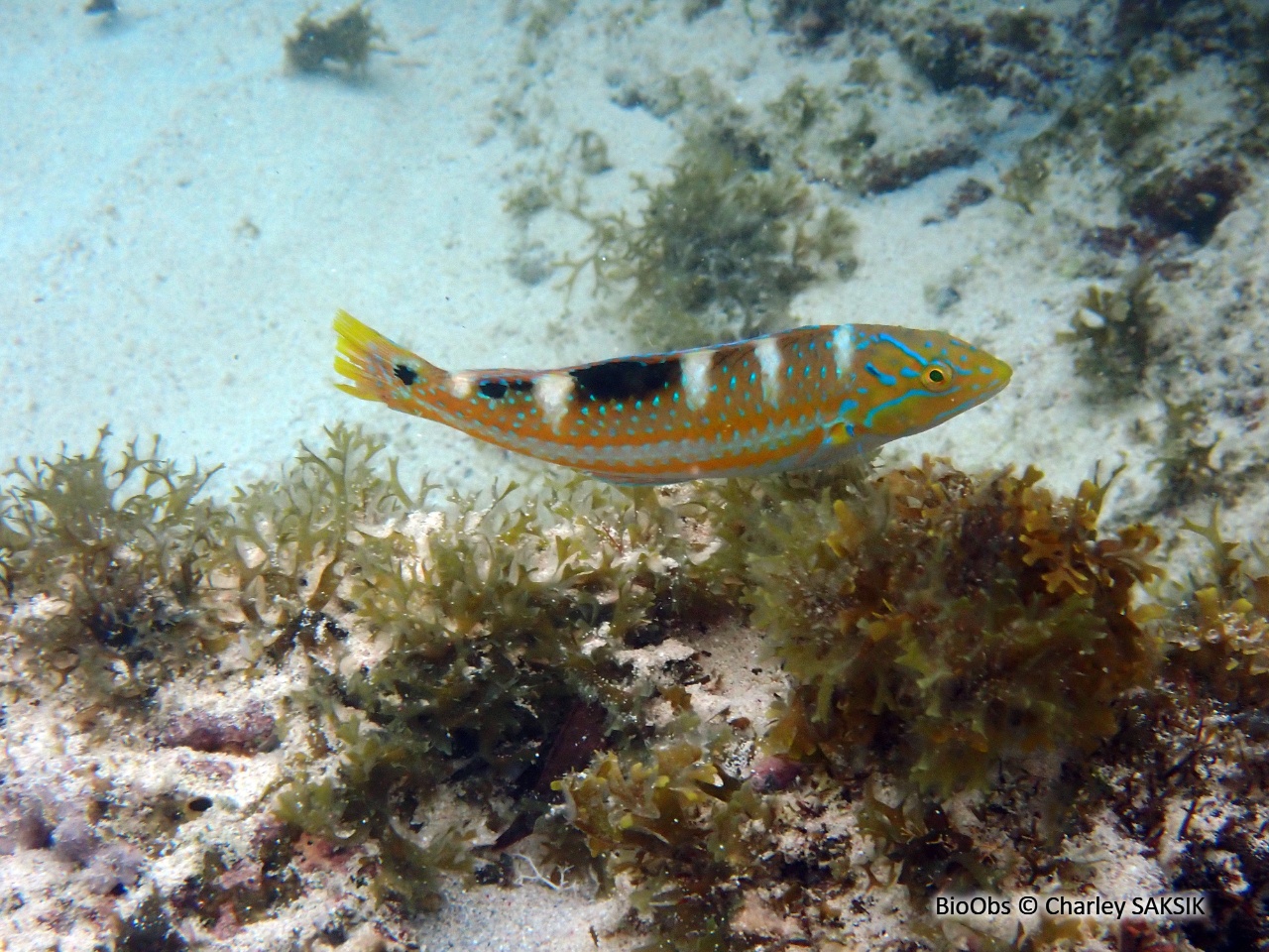 Labre arc en ciel - Halichoeres radiatus - Charley SAKSIK - BioObs
