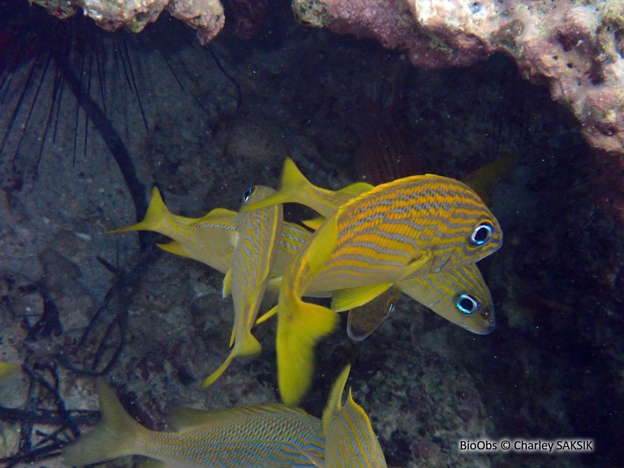 Gorette jaune - Haemulon flavolineatum - Charley SAKSIK - BioObs