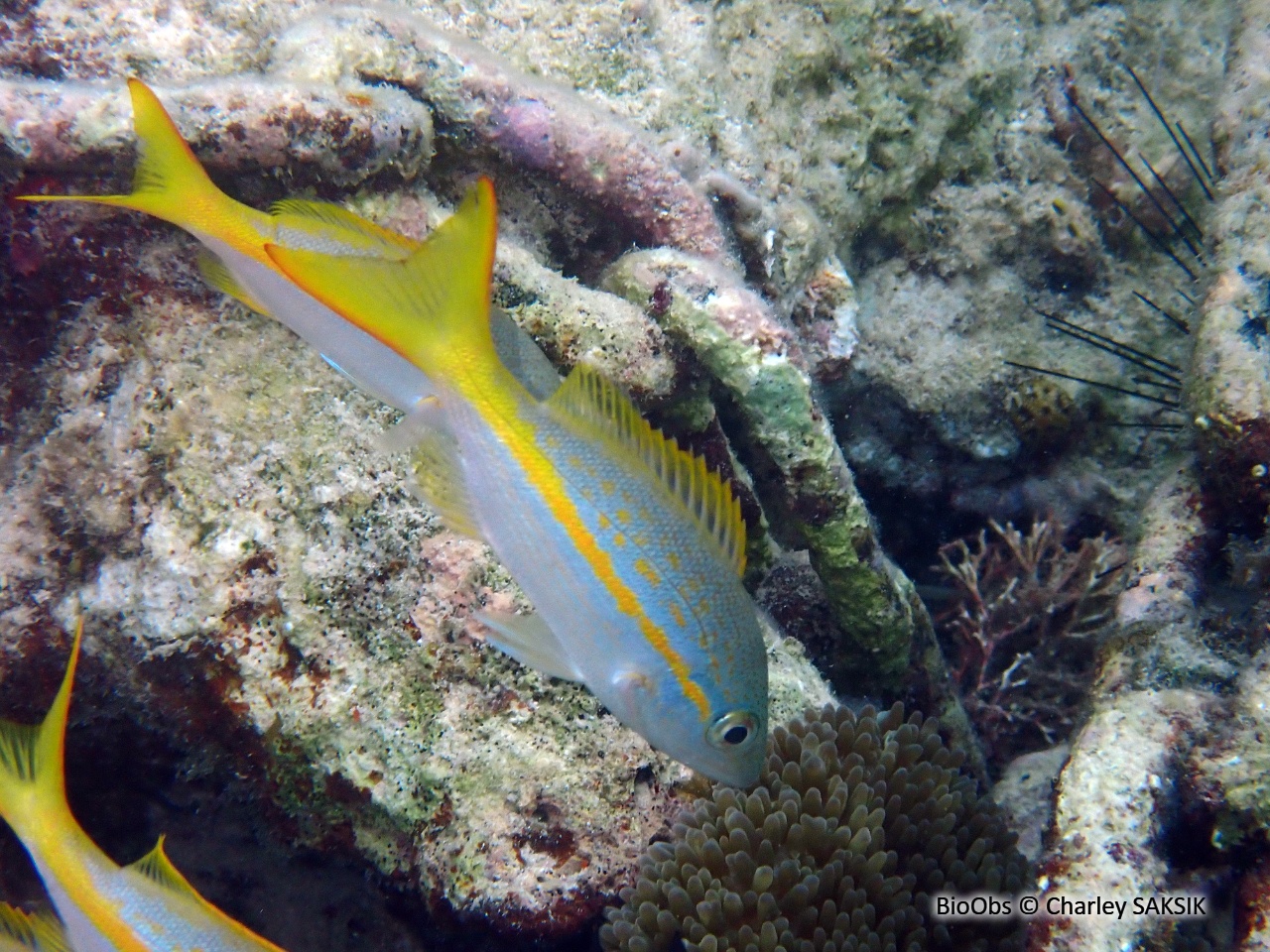 Colas-Sarde à queue jaune - Ocyurus chrysurus - Charley SAKSIK - BioObs