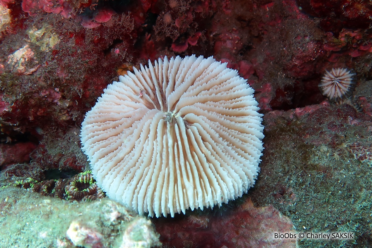 Corail-champignon hirsute - Danafungia horrida - Charley SAKSIK - BioObs