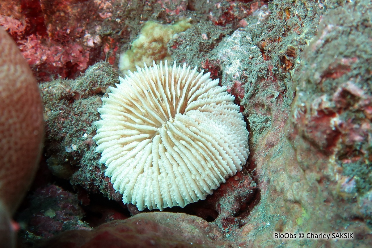 Corail-champignon hirsute - Danafungia horrida - Charley SAKSIK - BioObs