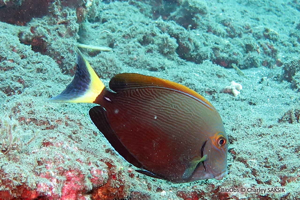 Chirurgien aile jaune - Acanthurus xanthopterus - Charley SAKSIK - BioObs