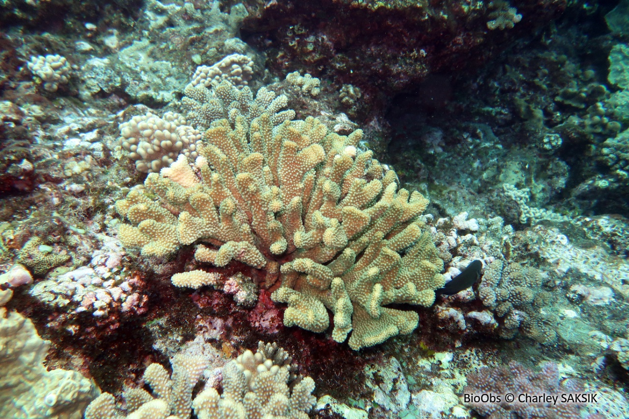 Pocillopore méandreux - Pocillopora meandrina - Charley SAKSIK - BioObs