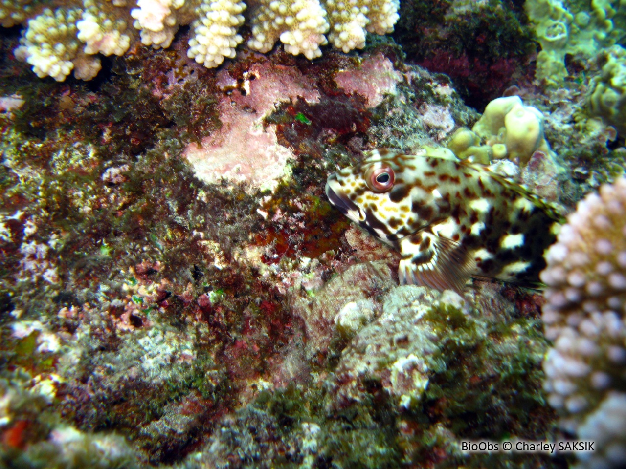 Epervier de corail - Cirrhitus pinnulatus - Charley SAKSIK - BioObs