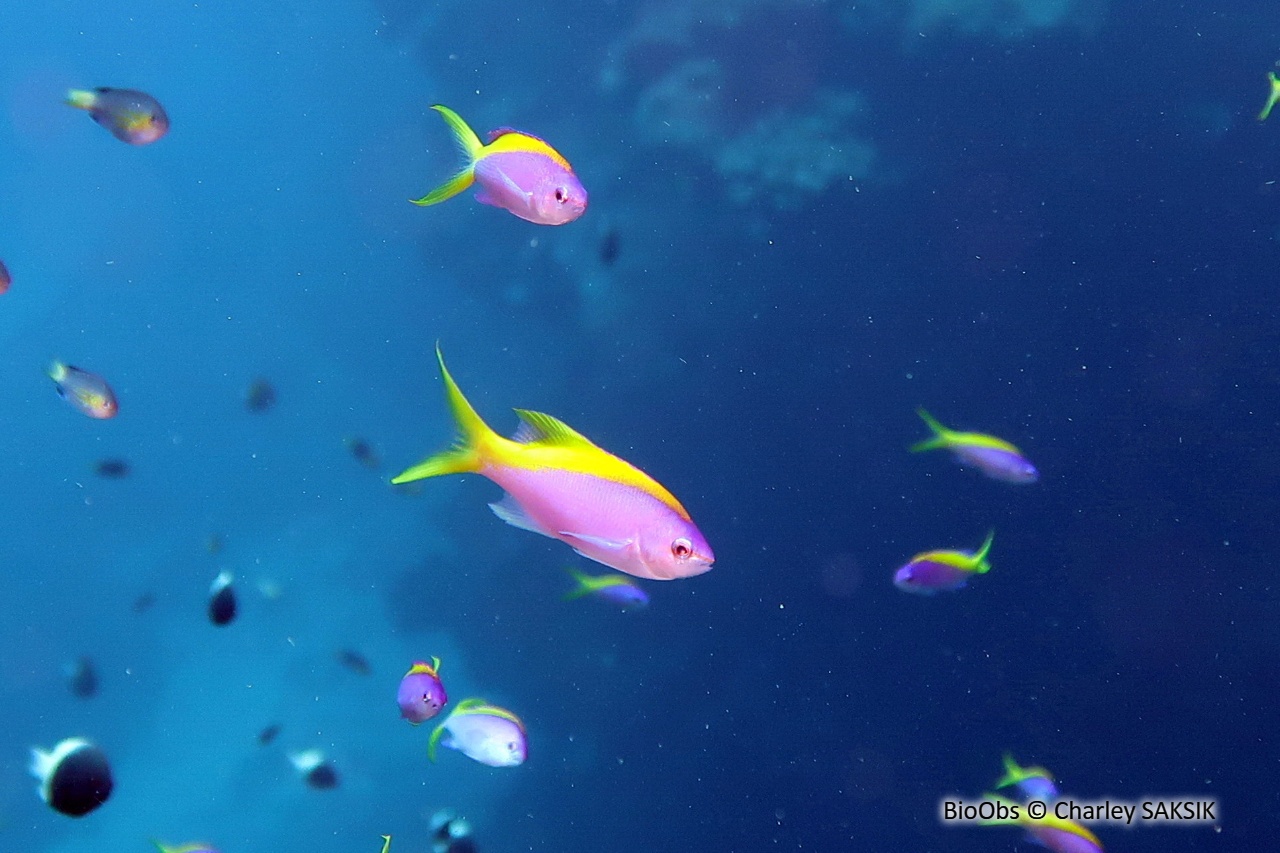 Barbier à queue jaune - Pseudanthias evansi - Charley SAKSIK - BioObs