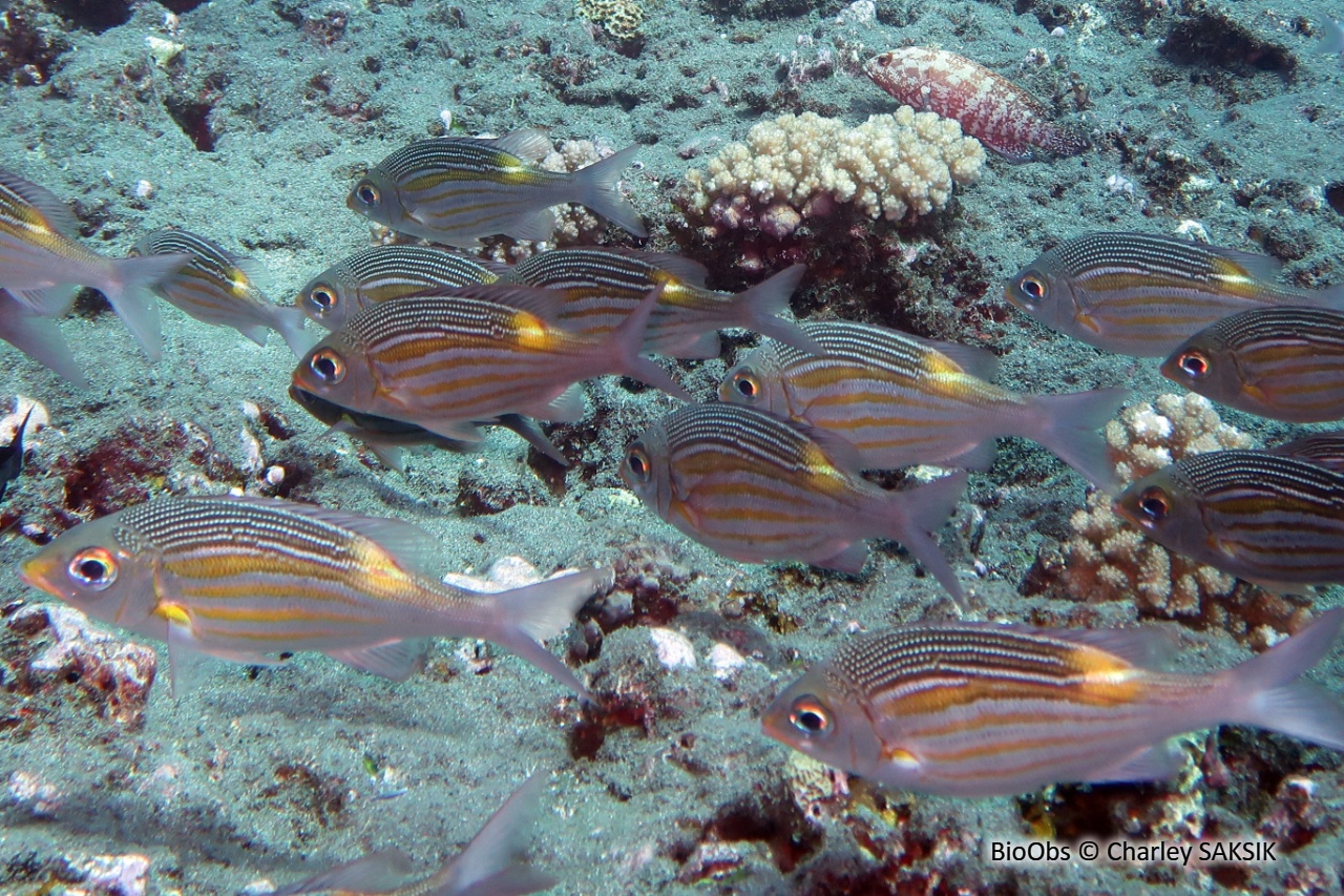 Empereur strié - Gnathodentex aureolineatus - Charley SAKSIK - BioObs