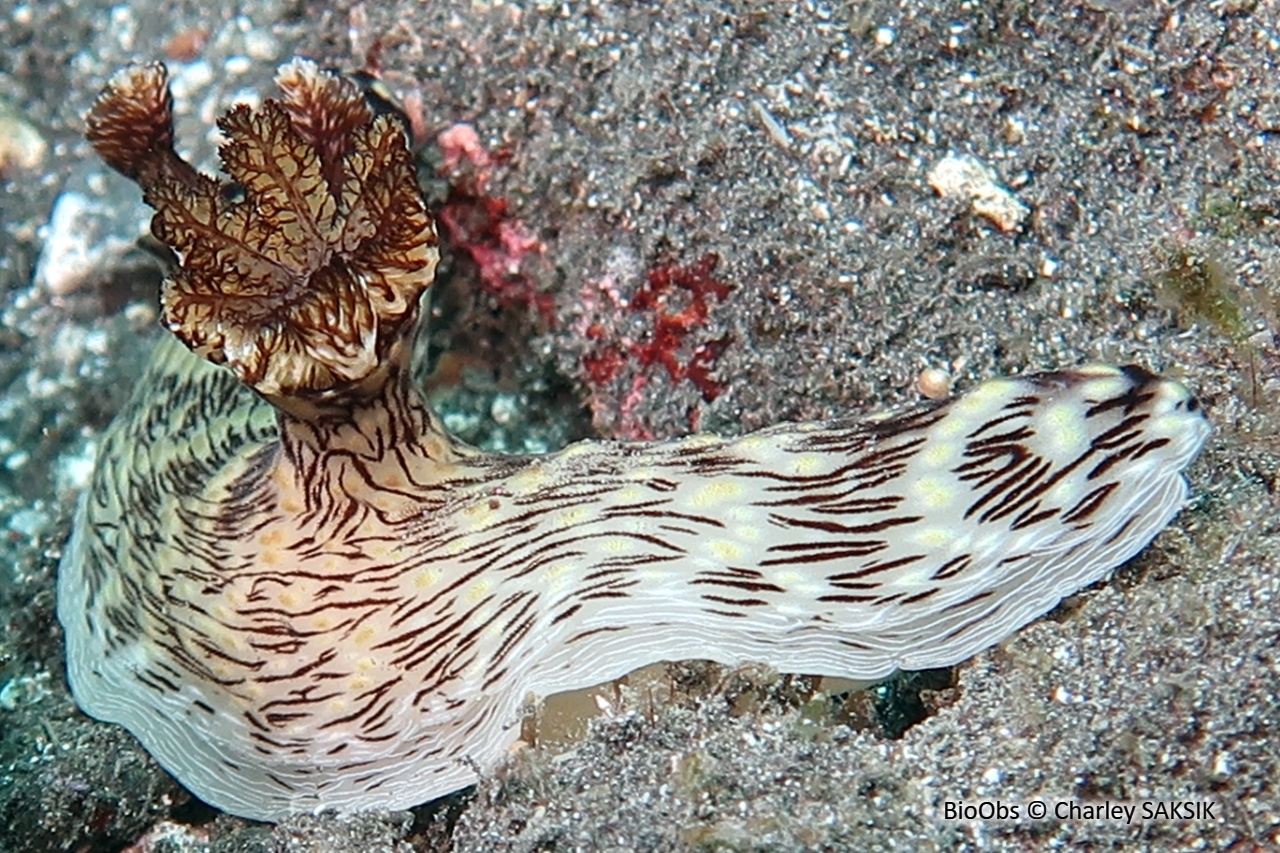 Kentrodoris veineux - Jorunna rubescens - Charley SAKSIK - BioObs