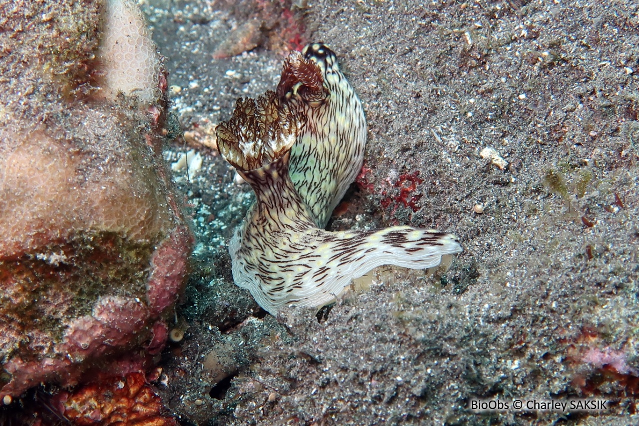 Kentrodoris veineux - Jorunna rubescens - Charley SAKSIK - BioObs