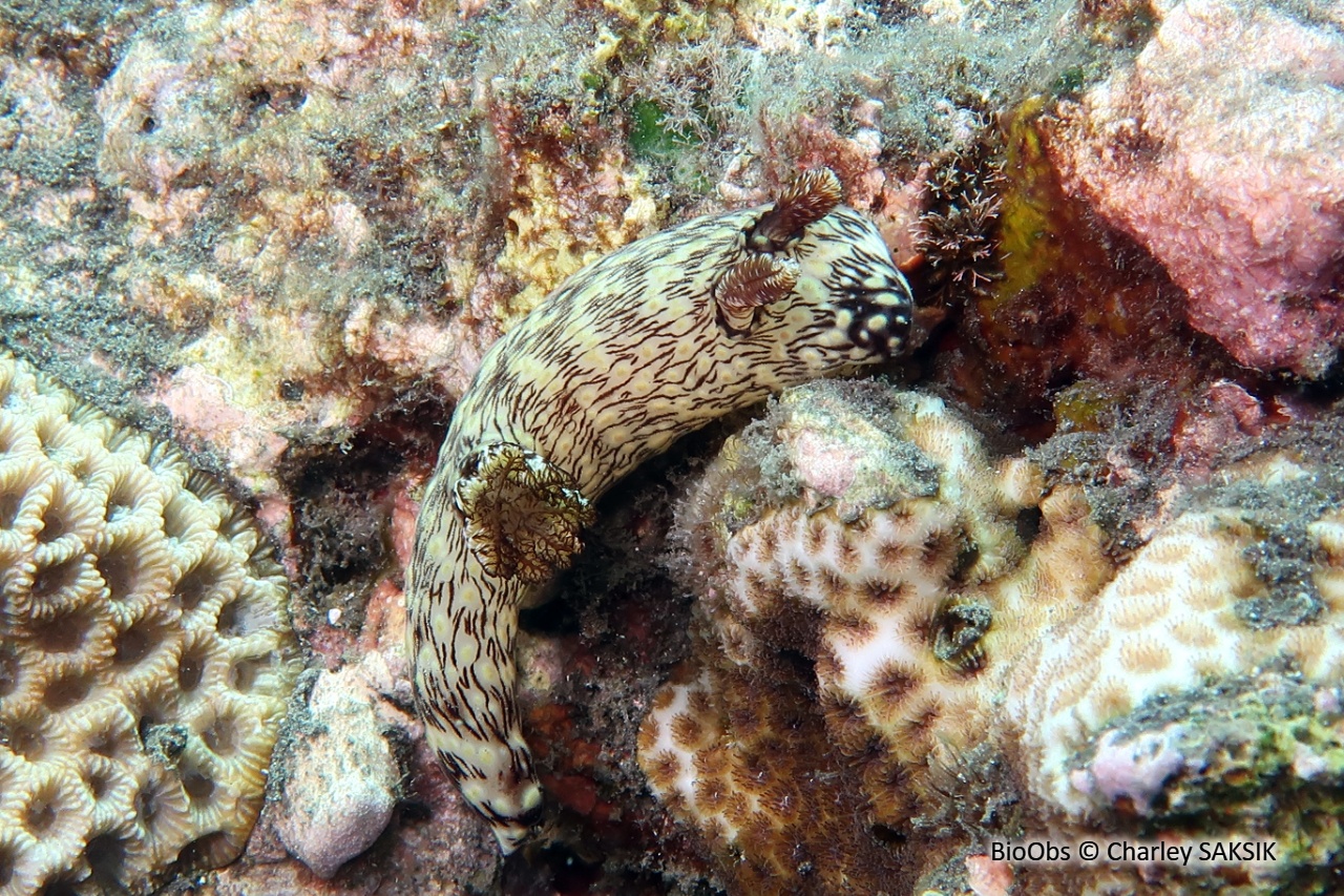 Kentrodoris veineux - Jorunna rubescens - Charley SAKSIK - BioObs