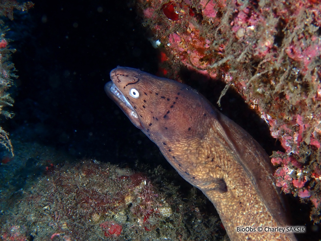 Murène tatouée - Gymnothorax griseus - Charley SAKSIK - BioObs