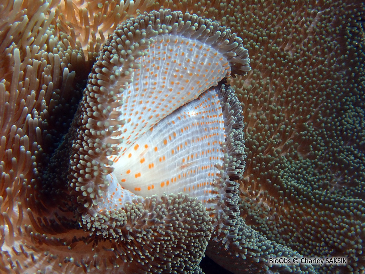 Anémone de Mertens - Stichodactyla mertensii - Charley SAKSIK - BioObs