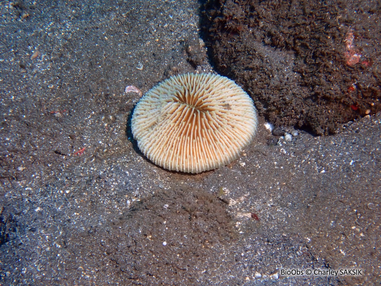 Corail-champignon hirsute - Danafungia horrida - Charley SAKSIK - BioObs