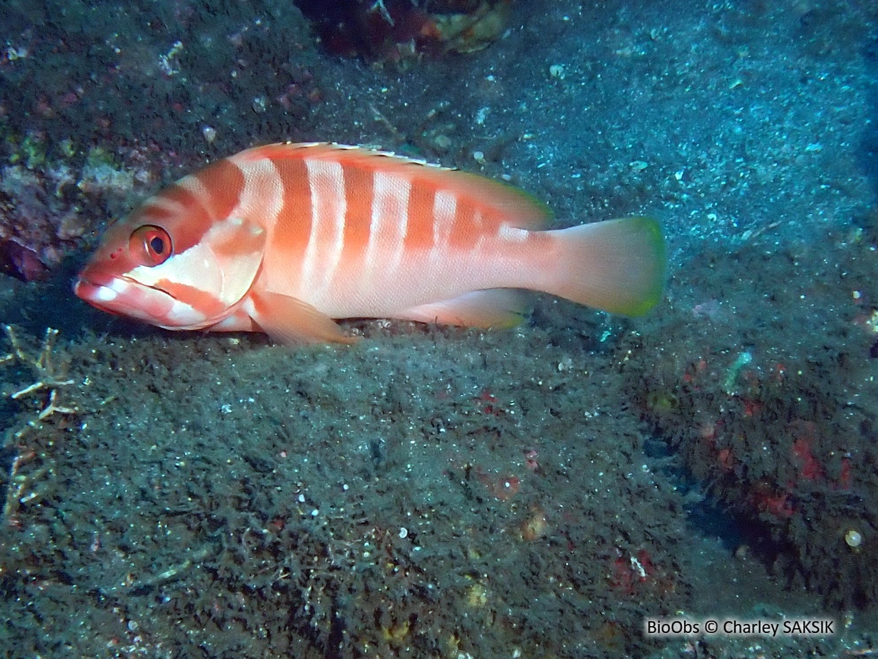 Mérou oriflamme - Epinephelus fasciatus - Charley SAKSIK - BioObs