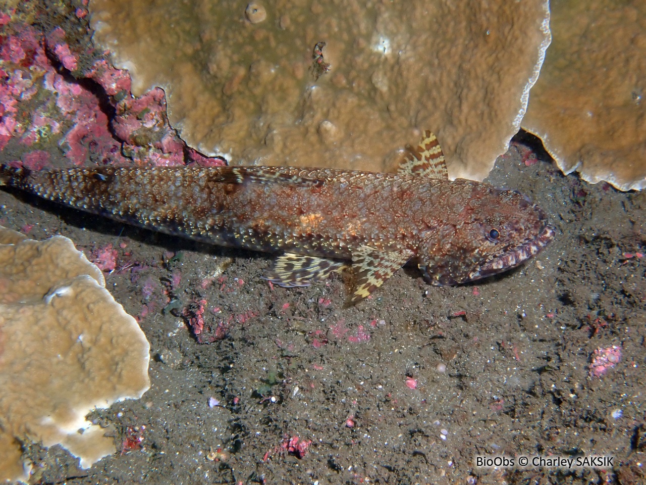 Poisson lézard - Synodus binotatus - Charley SAKSIK - BioObs