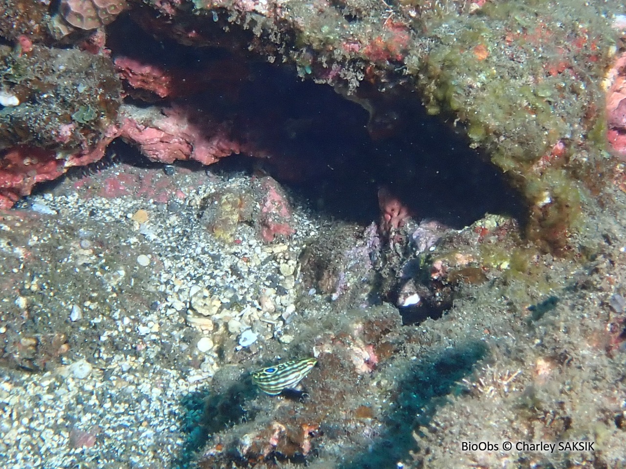 Labre bordé - Halichoeres marginatus - Charley SAKSIK - BioObs