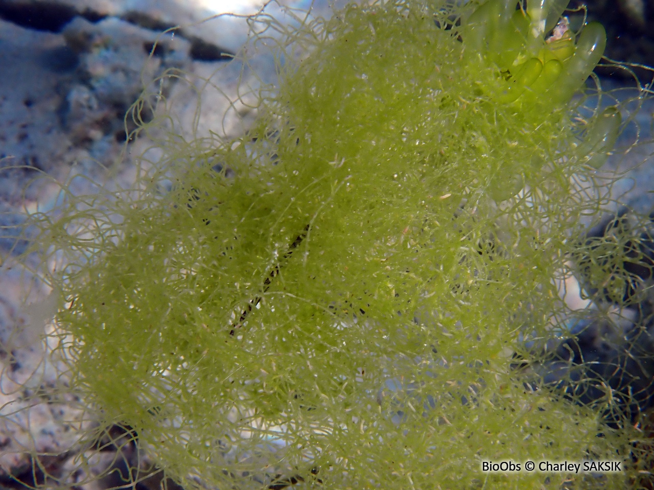 Crinière flottante - Chaetomorpha linum - Charley SAKSIK - BioObs