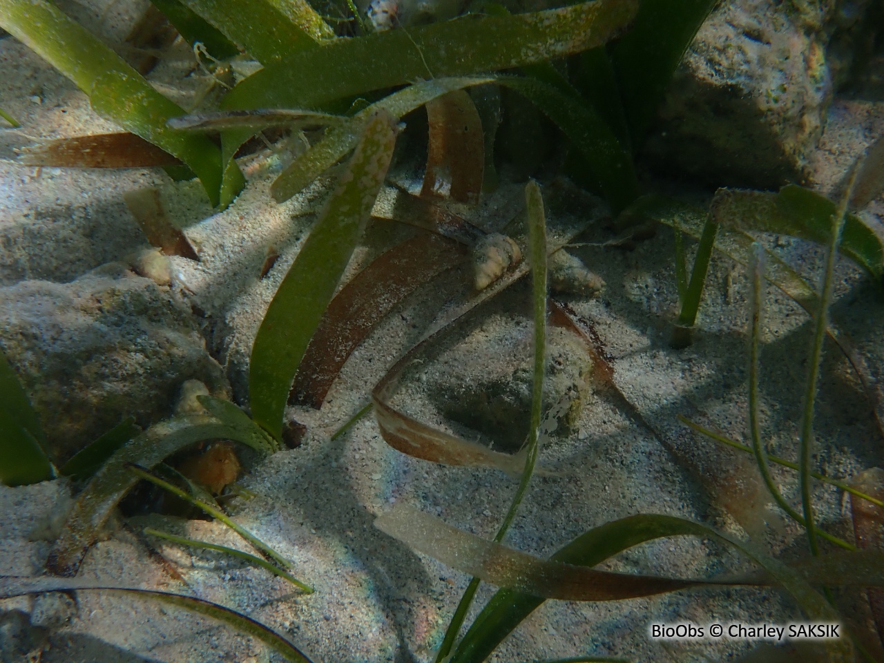 Herbe à tortue - Thalassia testudinum - Charley SAKSIK - BioObs