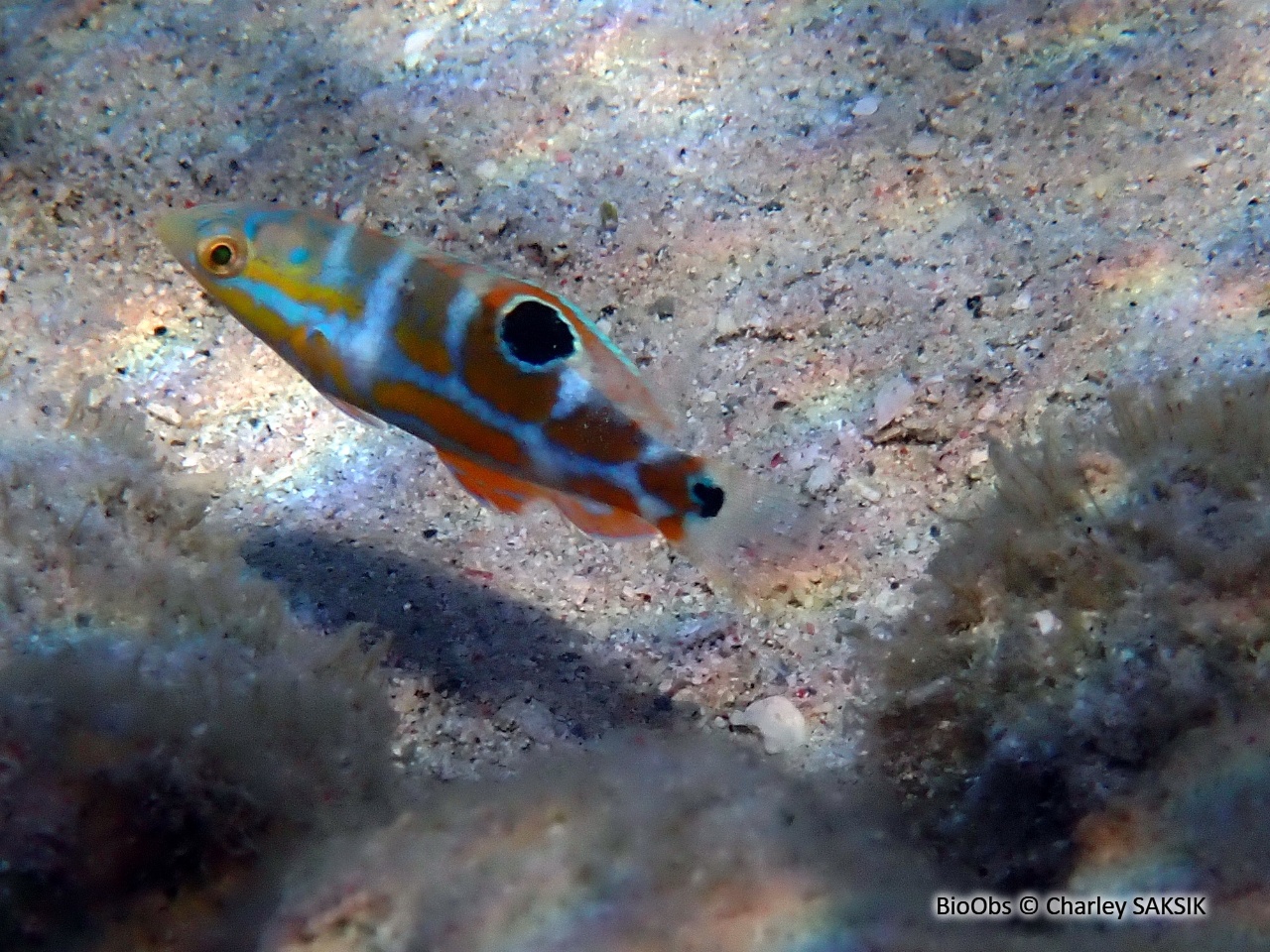 Labre arc en ciel - Halichoeres radiatus - Charley SAKSIK - BioObs
