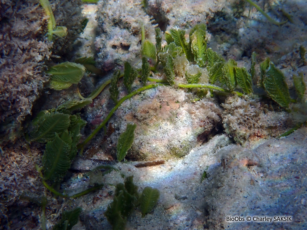 Caulerpe à feuilles d'If - Caulerpa taxifolia - Charley SAKSIK - BioObs