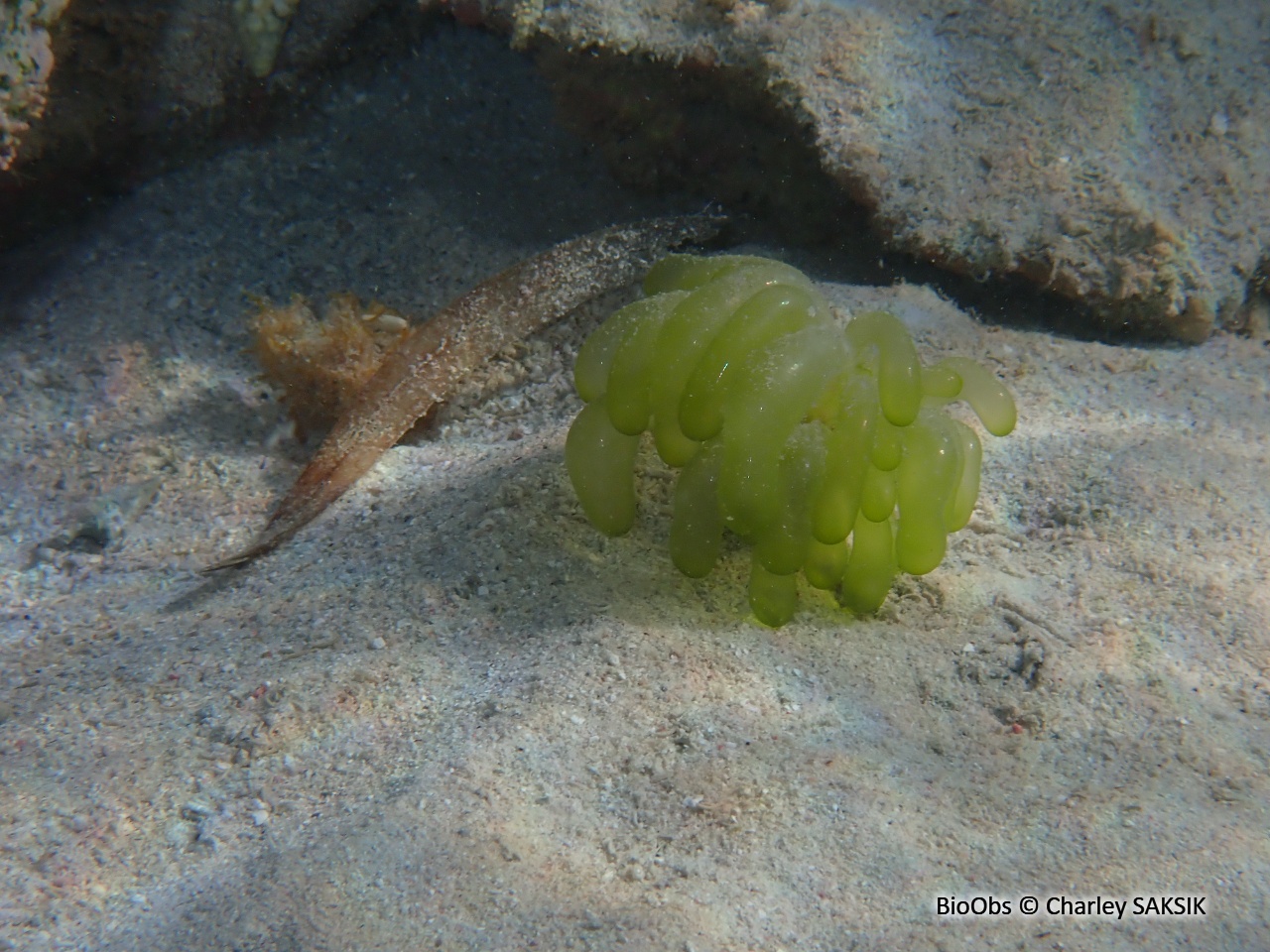 Algue baudruche verte - Boergesenia forbesii - Charley SAKSIK - BioObs