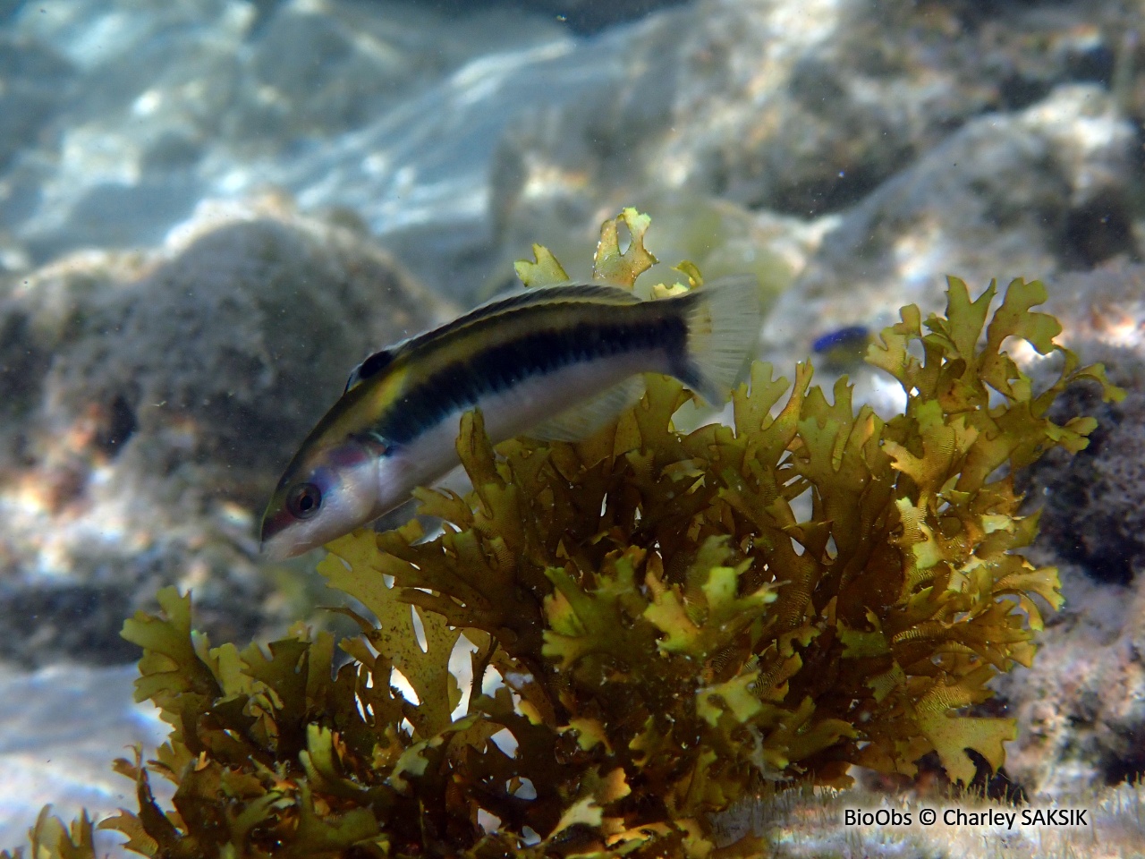 Girelle à tête bleue - Thalassoma bifasciatum - Charley SAKSIK - BioObs