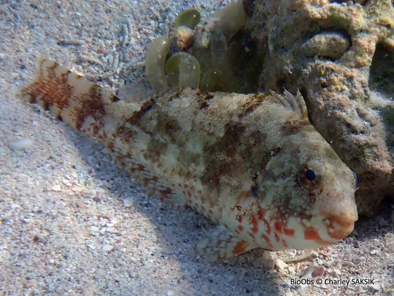 Perroquet queue rouge - Sparisoma chrysopterum - Charley SAKSIK - BioObs