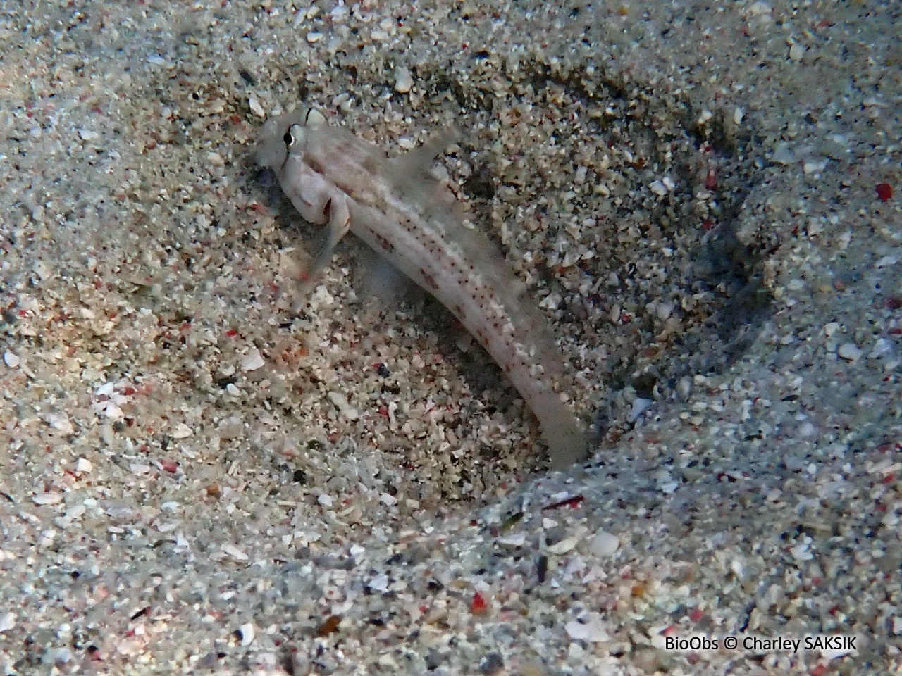 Gobie morse - Ctenogobius saepepallens - Charley SAKSIK - BioObs