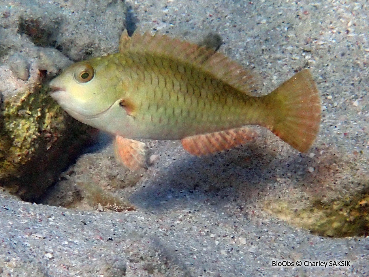 Perroquet à queue jaune - Sparisoma rubripinne - Charley SAKSIK - BioObs