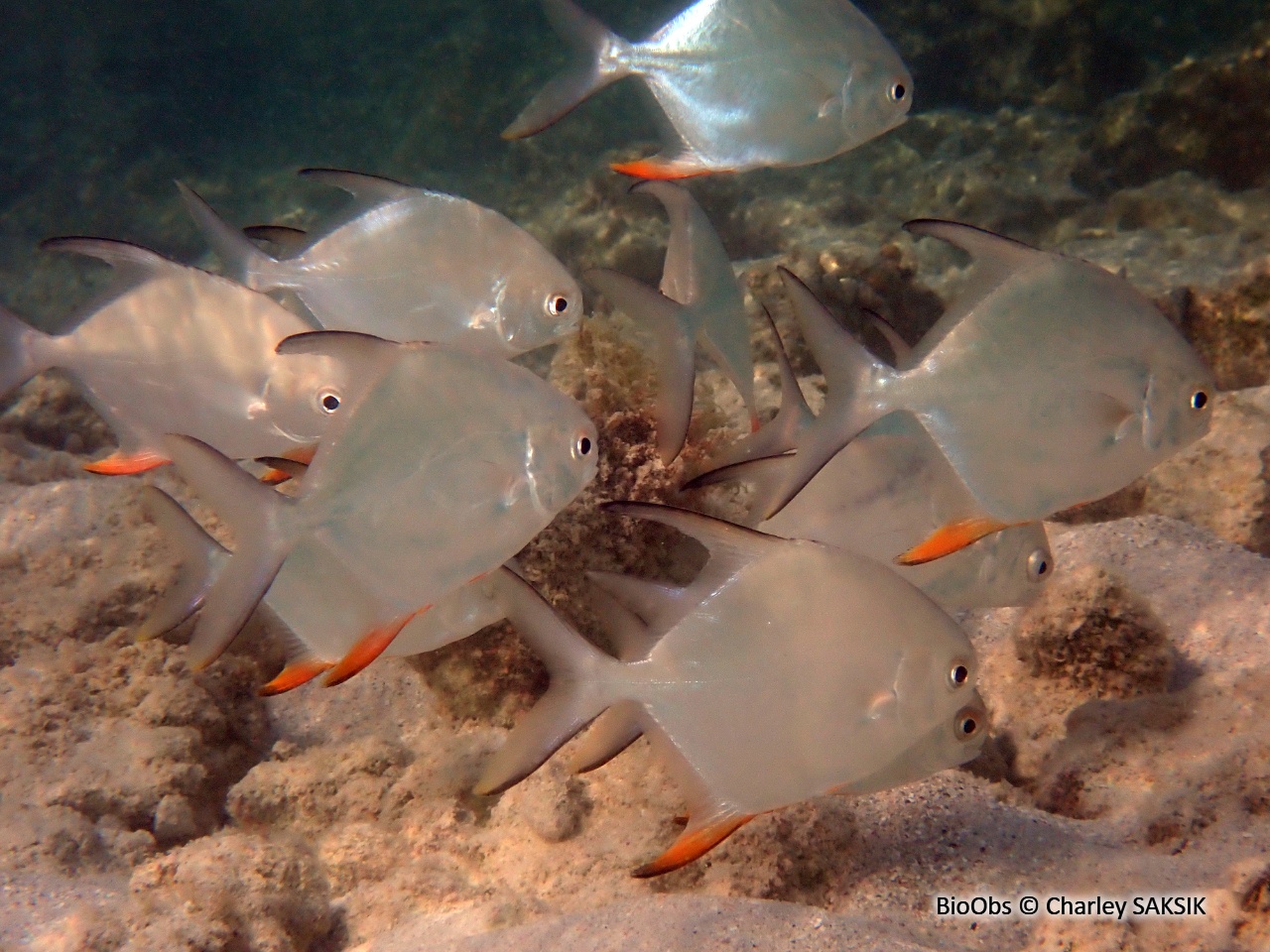 Pompaneau plume - Trachinotus falcatus - Charley SAKSIK - BioObs