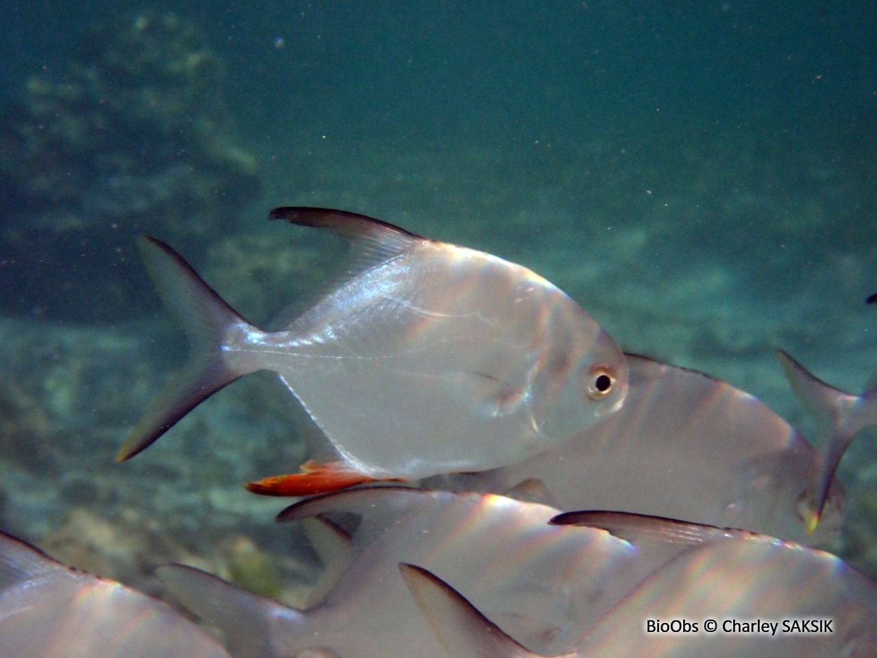 Pompaneau plume - Trachinotus falcatus - Charley SAKSIK - BioObs