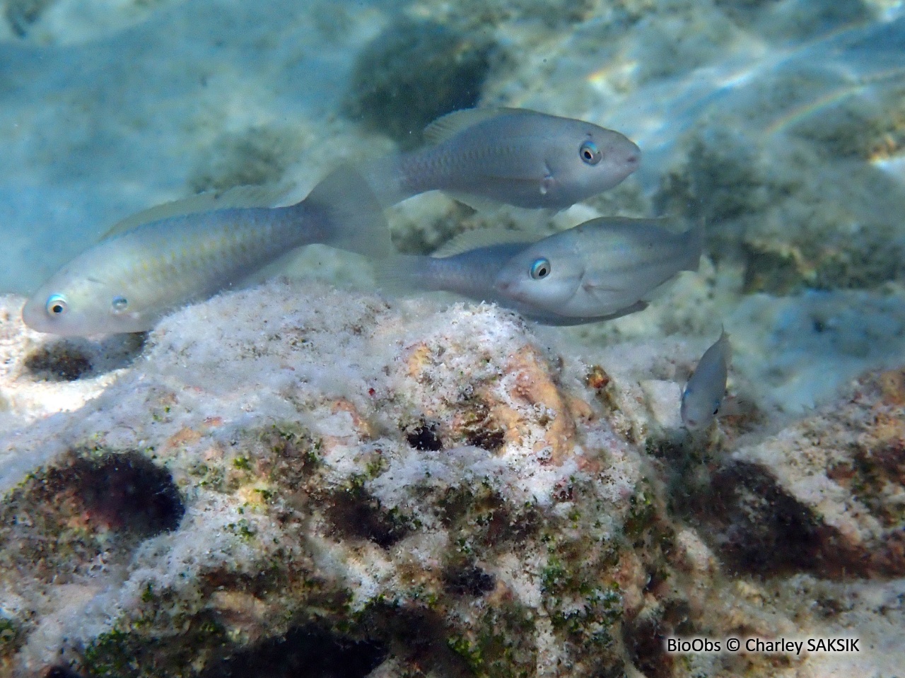 Poisson perroquet prince - Scarus taeniopterus - Charley SAKSIK - BioObs