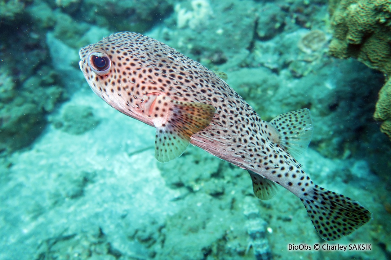 Poisson-hérisson ponctué - Chilomycterus reticulatus - Charley SAKSIK - BioObs